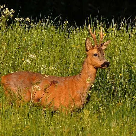 Chez Christian Lejlighed *
