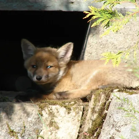 Chez Christian Διαμέρισμα Breitenbach-Haut-Rhin