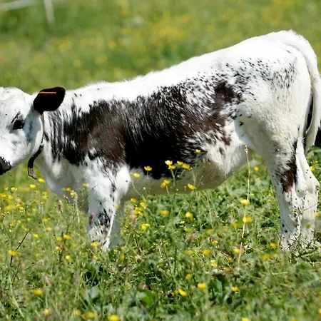 Chez Christian Διαμέρισμα Breitenbach-Haut-Rhin
